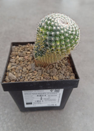 Mammillaria spinosissima var. rubispina f. variegate
