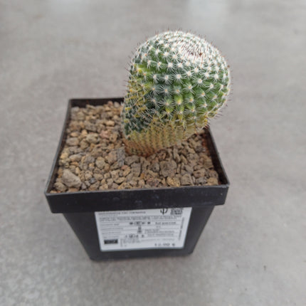 Mammillaria spinosissima var. rubispina f. variieren