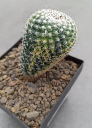 Mammillaria spinosissima var. rubispina f. variegate