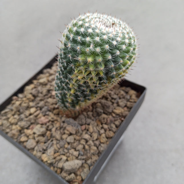 Mammillaria spinosissima var. rubispina f. variegate