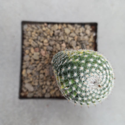 Mammillaria spinosissima var. rubispina f. variieren