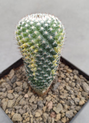 Mammillaria spinosissima var. rubispina f. variegate
