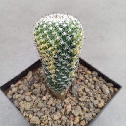 Mammillaria spinosissima var. rubispina f. variieren