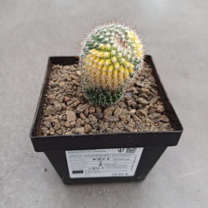 Mammillaria spinosissima var. rubispina f. variieren