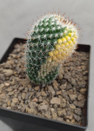 Mammillaria spinosissima var. rubispina f. variegate