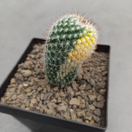 Mammillaria spinosissima var. rubispina f. variieren