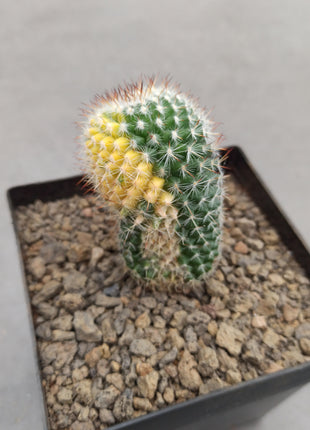 Mammillaria spinosissima var. rubispina f. variegate