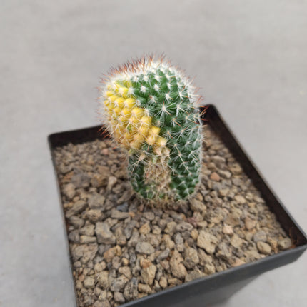Mammillaria spinosissima var. rubispina f. variieren