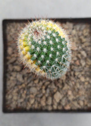 Mammillaria spinosissima var. rubispina f. variegate