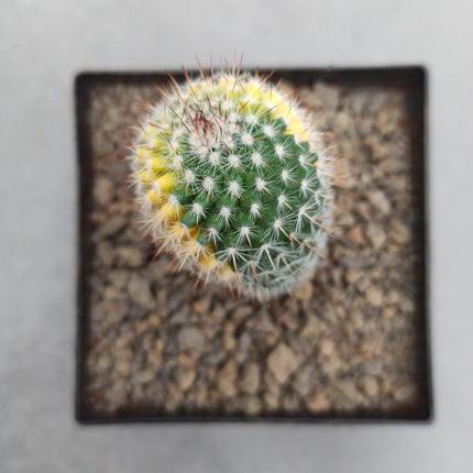 Mammillaria spinosissima var. rubispina f. variieren
