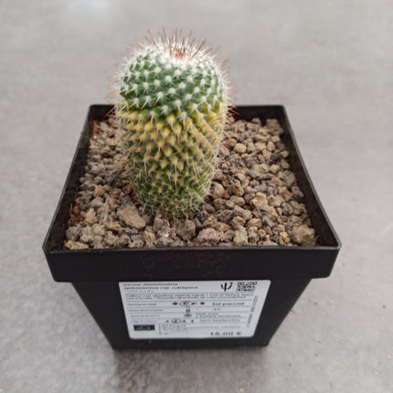 Mammillaria spinosissima var. rubispina f. variieren