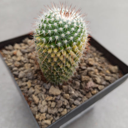 Mammillaria spinosissima var. rubispina f. variieren