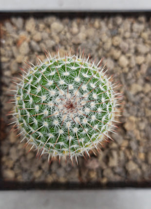 Mammillaria spinosissima var. rubispina f. variegate