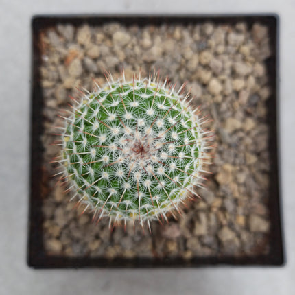 Mammillaria spinosissima var. rubispina f. variieren