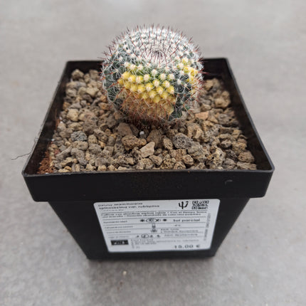 Mammillaria spinosissima var. rubispina f. variieren