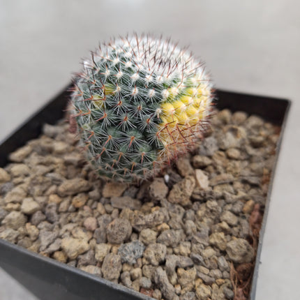 Mammillaria spinosissima var. rubispina f. variieren