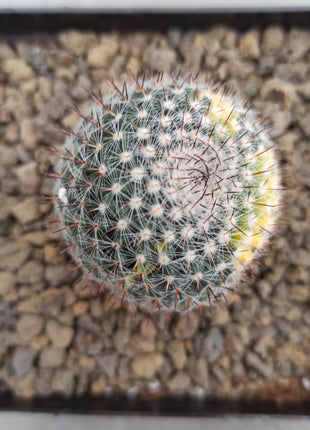 Mammillaria spinosissima var. rubispina f. variegate