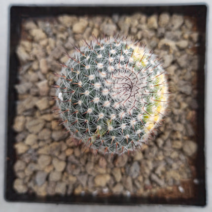 Mammillaria spinosissima var. rubispina f. variieren