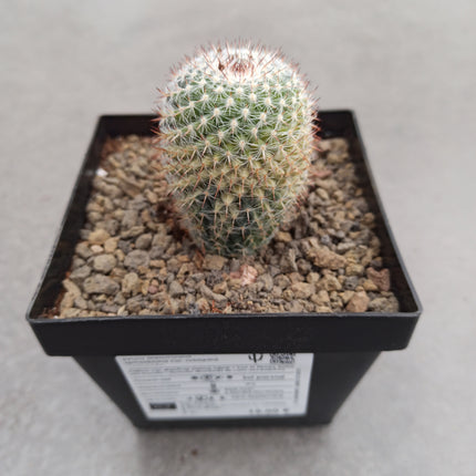 Mammillaria spinosissima var. rubispina f. variieren