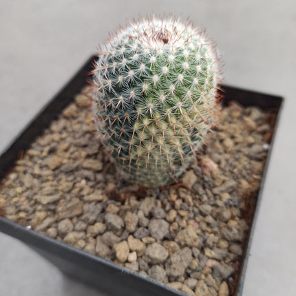 Mammillaria spinosissima var. rubispina f. variieren