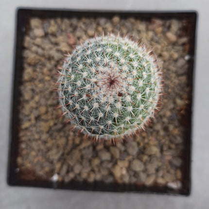 Mammillaria spinosissima var. rubispina f. variieren