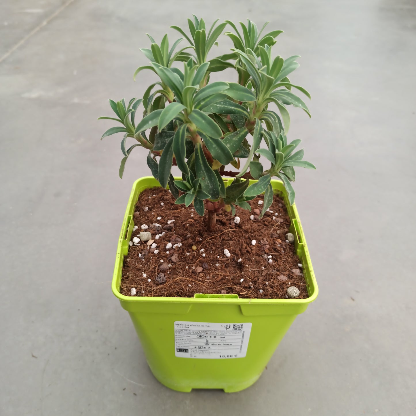 Euphorbia characias var. Characias