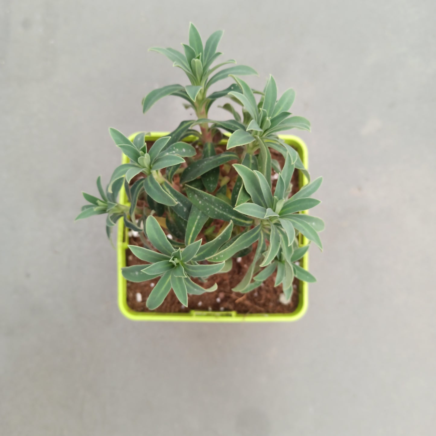 Euphorbia characias var. Characias