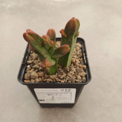 Crassula pyramidalis