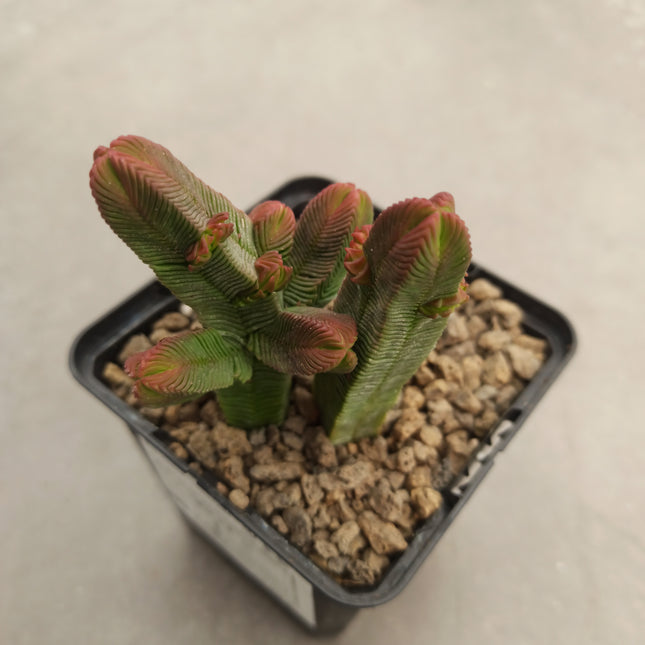 Crassula pyramidalis