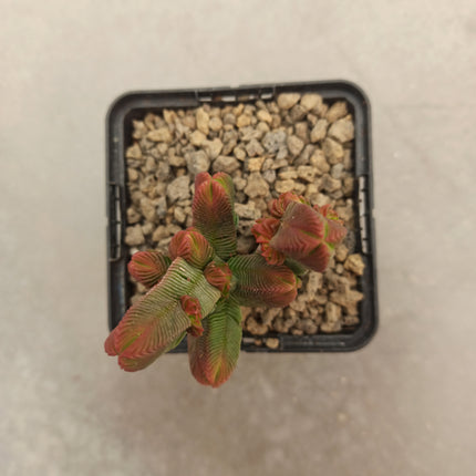 Crassula pyramidalis