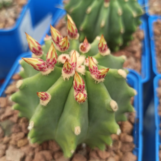 Ferocactus glaucescens f. nuda (inermis) 'S' 'M' y 'L' - DesertSTORE.es