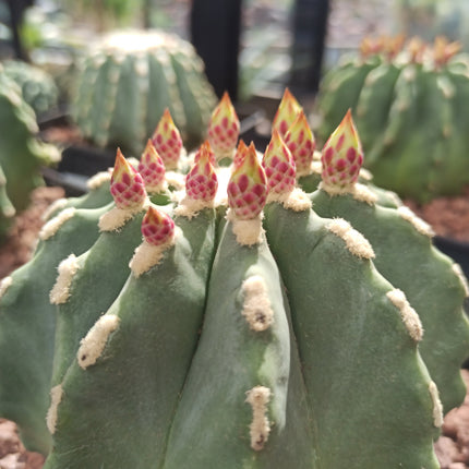 Ferocactus glaucescens f. nuda (inermis) 'S' 'M' y 'L' - DesertSTORE.es
