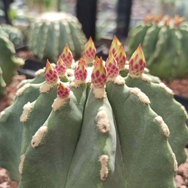 Ferocactus glaucescens f. nuda (inermis) 'S' 'M' y 'L' - DesertSTORE.es
