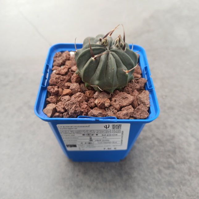 Echinofossulocactus coptonogonus