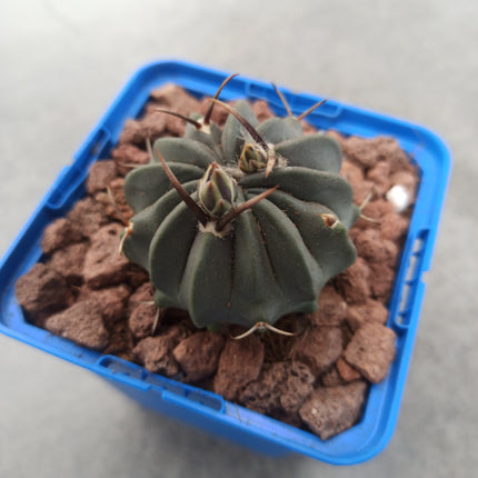 Echinofossulocactus coptonogonus