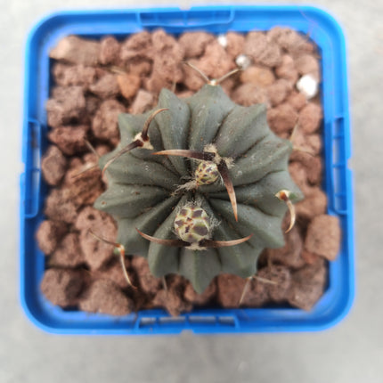 Echinofossulocactus coptonogonus