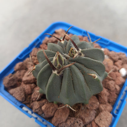 Echinofossulocactus coptonogonus