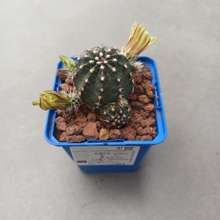 Echinocereus viridiflorus
