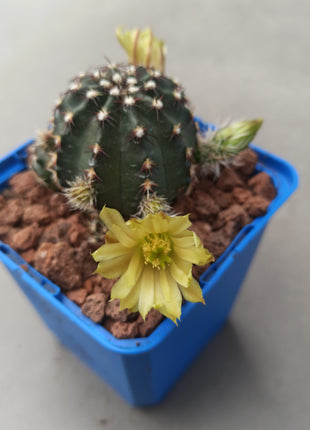Echinocereus viridiflorus