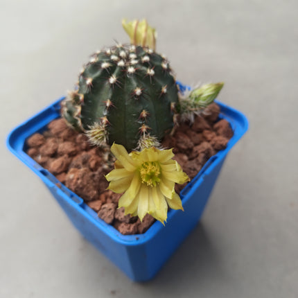 Echinocereus viridiflorus