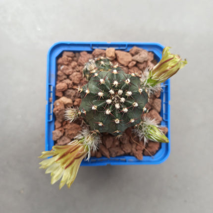 Echinocereus viridiflorus