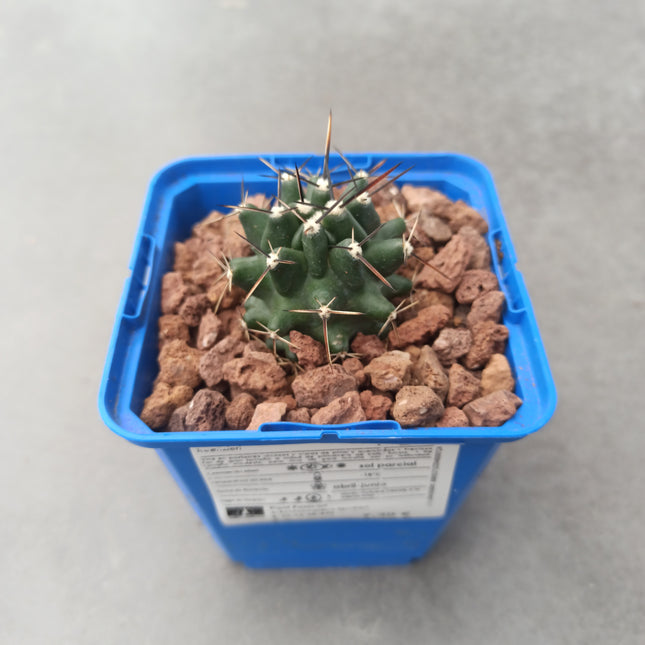Echinocereus fendleri var. Kuenzleri