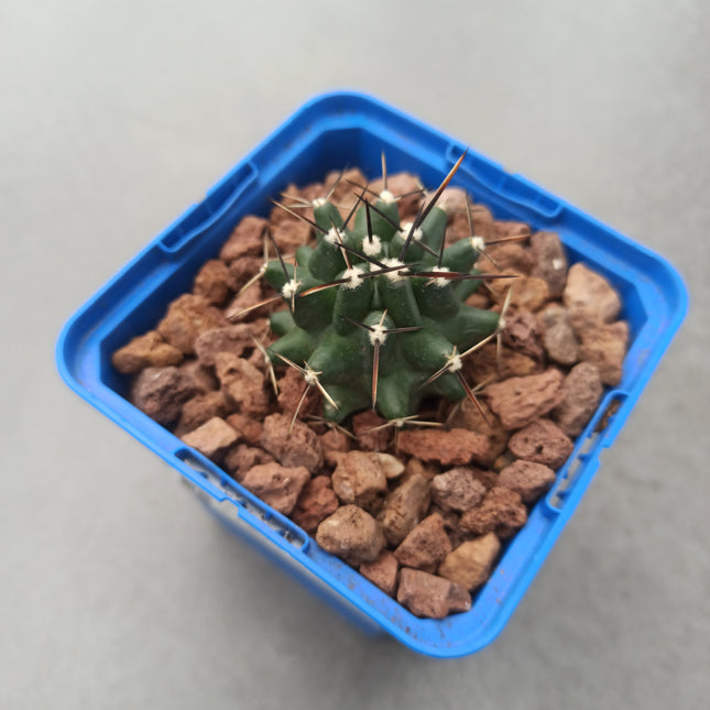 Echinocereus fendleri var. Kuenzleri
