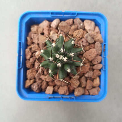 Echinocereus fendleri var Kuenzleri