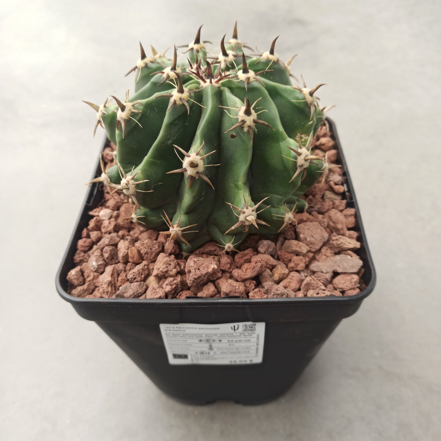 Ferocactus peninsulae var. brevispinus (horridus)