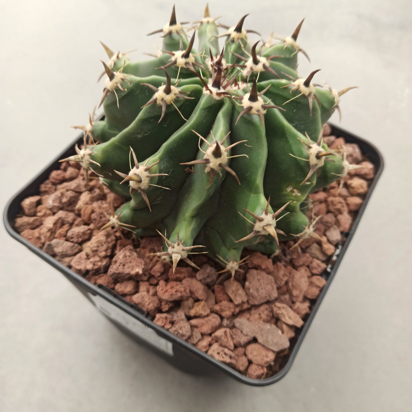 Ferocactus peninsulae var. brevispinus (horridus)