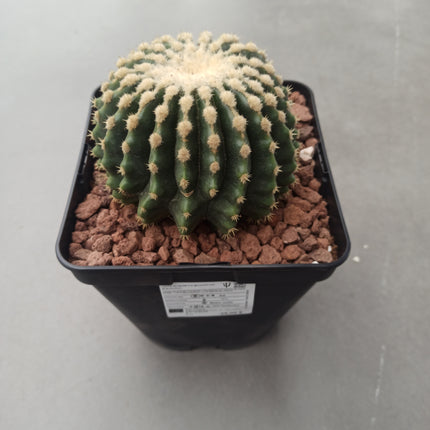 Kroenleinia (Echinocactus) grusonii cv. intermedius (brevispinus) 'S' 'M' y 'L' - DesertSTORE.es