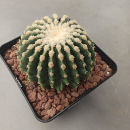 Kroenleinia (Echinocactus) grusonii cv. intermedius (brevispinus) 'S' 'M' y 'L' - DesertSTORE.es