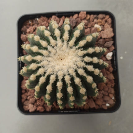 Kroenleinia (Echinocactus) grusonii cv. intermedius (brevispinus) 'S' 'M' y 'L' - DesertSTORE.es