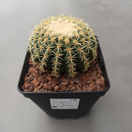 Kroenleinia (Echinocactus) grusonii cv. intermedius (brevispinus) 'S' 'M' y 'L' - DesertSTORE.es